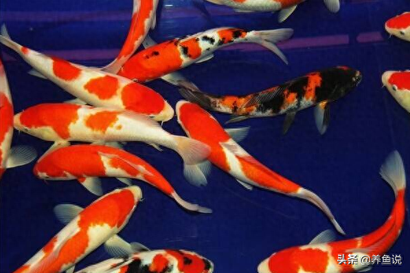 常見觀賞魚可分三類，每類對應飼養難易程度及“養水”標準在這