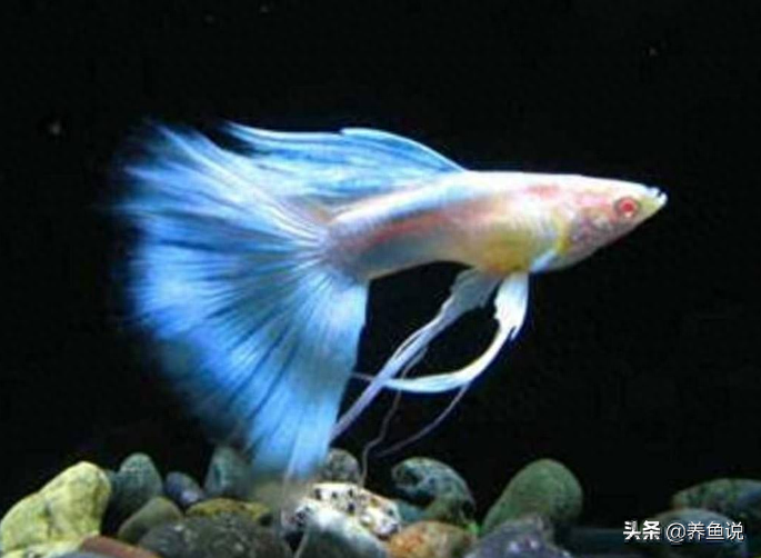 觀賞魚用什么水養(yǎng)最好_觀賞魚用水怎么養(yǎng)_觀賞魚水養(yǎng)好用什么魚