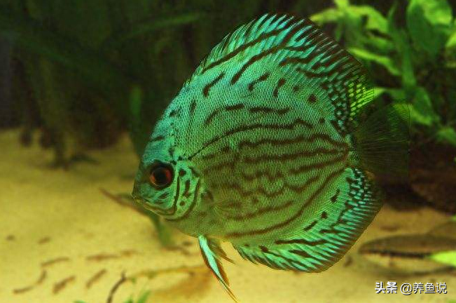 觀賞魚用什么水養(yǎng)最好_觀賞魚用水怎么養(yǎng)_觀賞魚水養(yǎng)好用什么魚