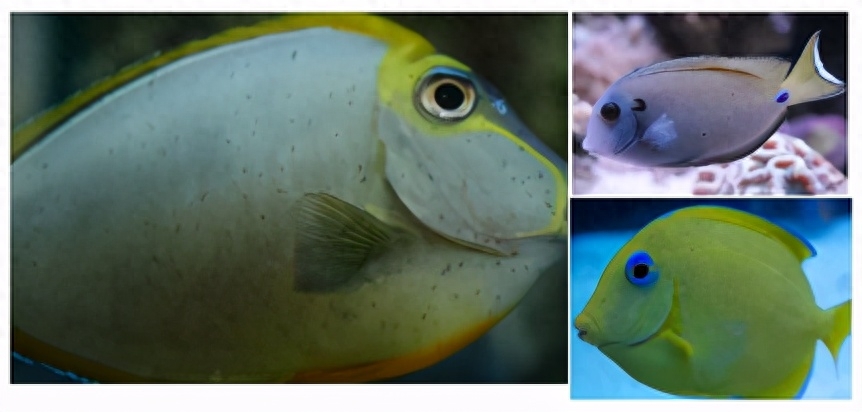 海水觀賞魚圖鑒1000種_海水觀賞魚圖鑒1000種_海水觀賞魚圖鑒1000種