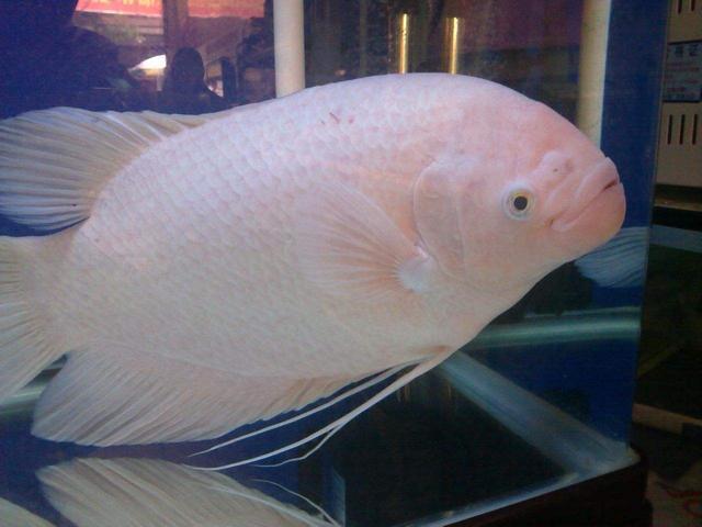 大部分小型熱帶魚的壽命，以兩年為限，有些魚出現(xiàn)老態(tài)不必醫(yī)治