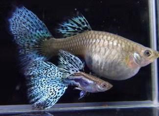 大部分小型熱帶魚的壽命，以兩年為限，有些魚出現(xiàn)老態(tài)不必醫(yī)治