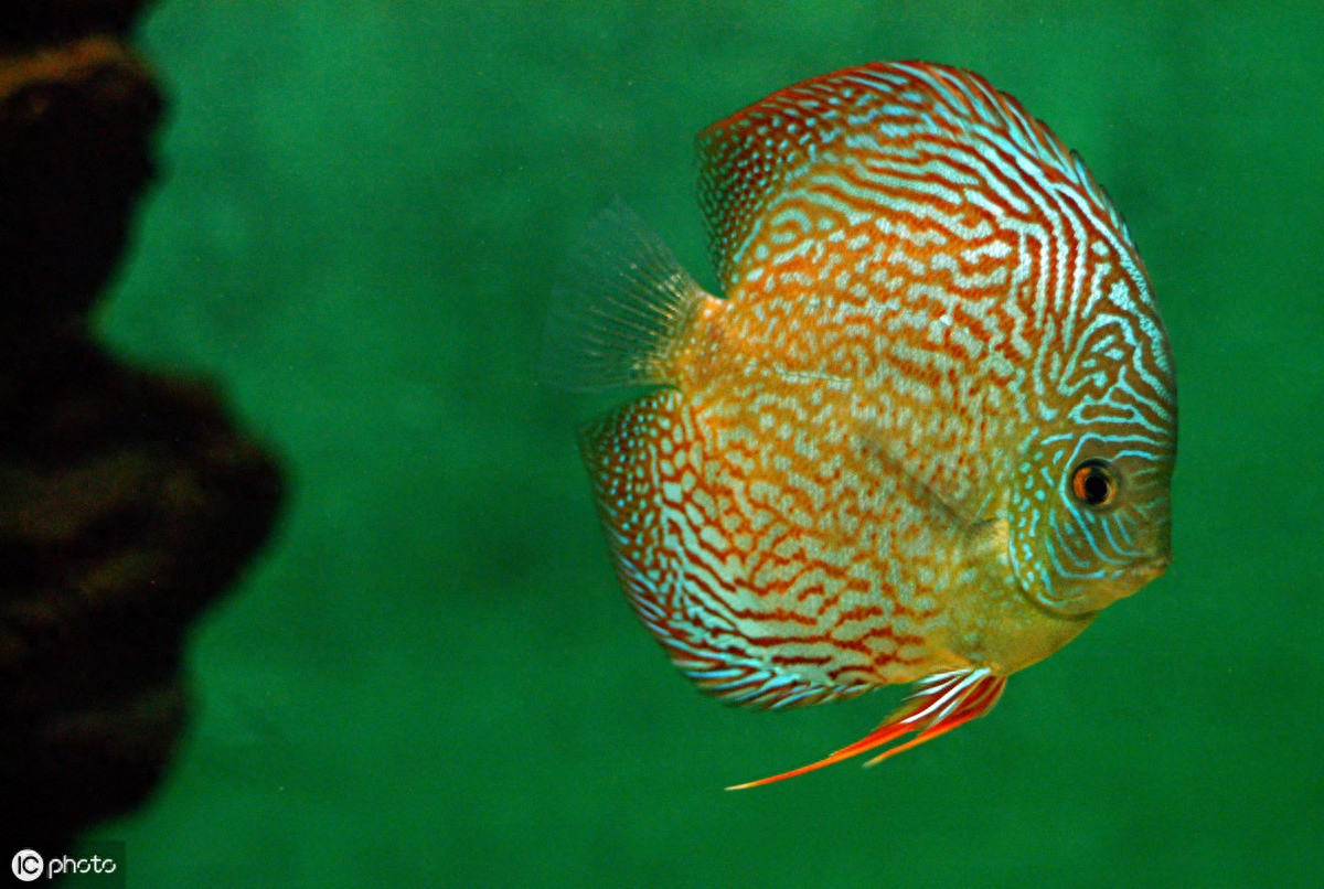 原來寵物熱帶魚有這么多種類，眼睛都看花了