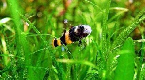 海水觀賞魚圖鑒1000種_海水觀賞圖鑒魚種1000只_海水觀賞圖鑒魚種1000條