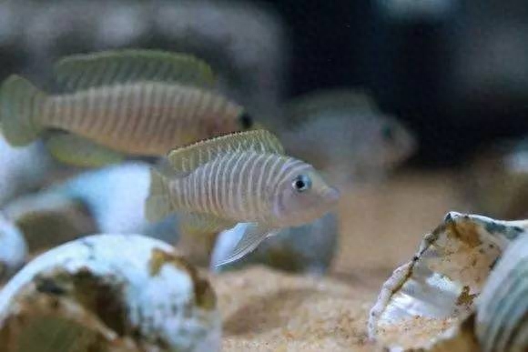 海水觀賞魚圖鑒1000種_海水觀賞圖鑒魚種1000條_海水觀賞圖鑒魚種1000只