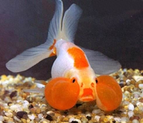 這幾種觀賞魚比較難于飼養(yǎng)，新手請(qǐng)回避！