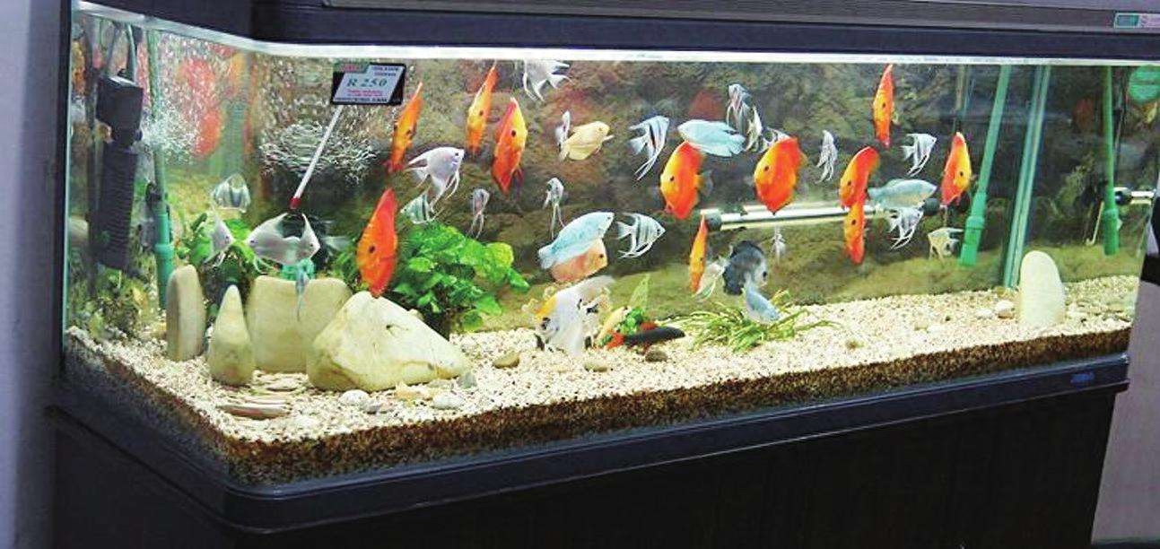 飼養觀賞魚水質的好壞我們該如何去判定？