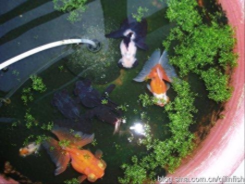 觀賞魚用什么水養(yǎng)最好_觀賞魚水養(yǎng)好用什么魚_觀賞魚應該用什么樣的水