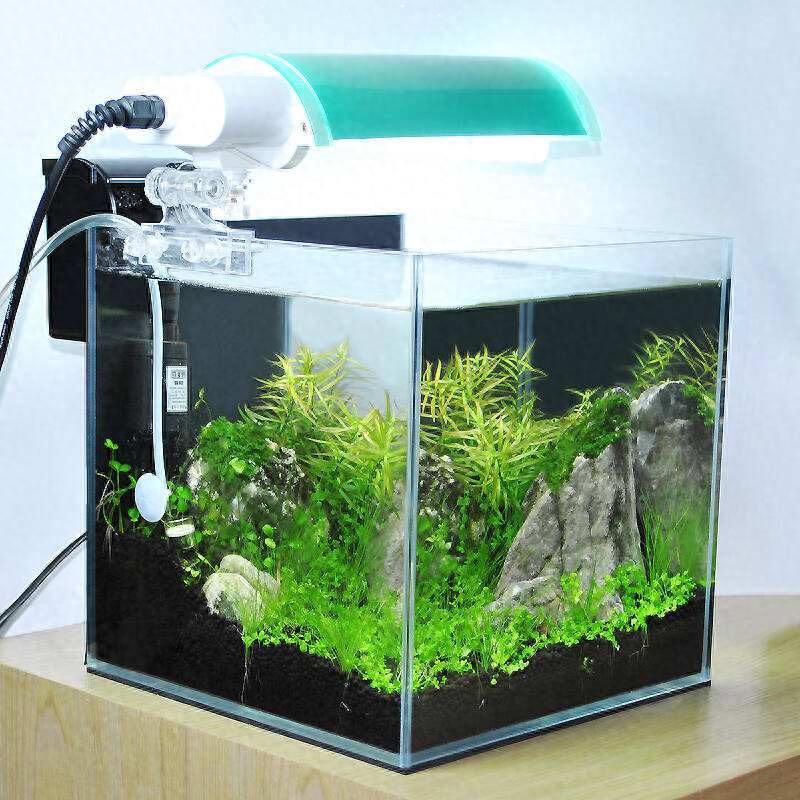 觀賞魚水養(yǎng)好用什么魚_觀賞魚應該用什么樣的水_觀賞魚用什么水養(yǎng)最好