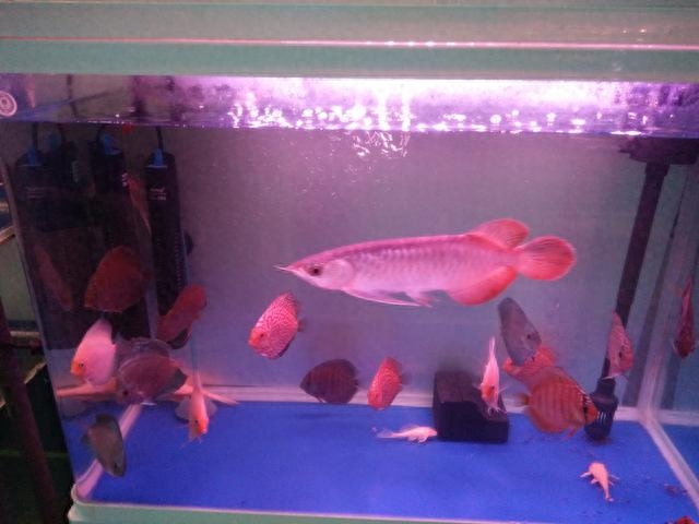 海水觀賞魚(yú)圖鑒1000種_海水觀賞魚(yú)圖鑒1000種_海水觀賞魚(yú)圖鑒1000種