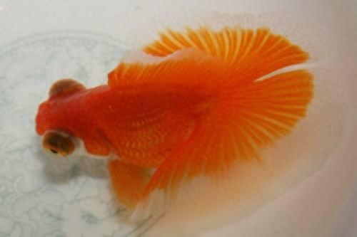 海水觀賞魚(yú)圖鑒1000種_海水觀賞魚(yú)圖鑒1000種_海水觀賞魚(yú)圖鑒1000種