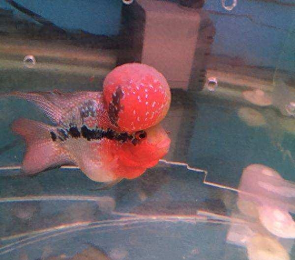 海水觀賞魚(yú)圖鑒1000種_海水觀賞魚(yú)圖鑒1000種_海水觀賞魚(yú)圖鑒1000種