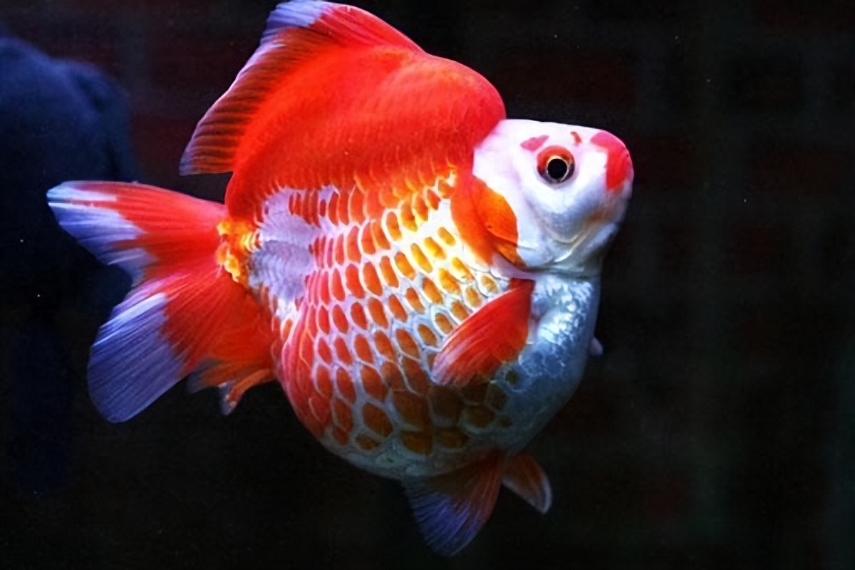 金魚有300多種?怎么區分金魚品種？主要是根據它們外形特征劃分