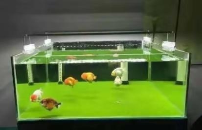 觀賞魚種類大全_觀賞魚種類介紹百度百科_觀賞種類大全魚類圖片