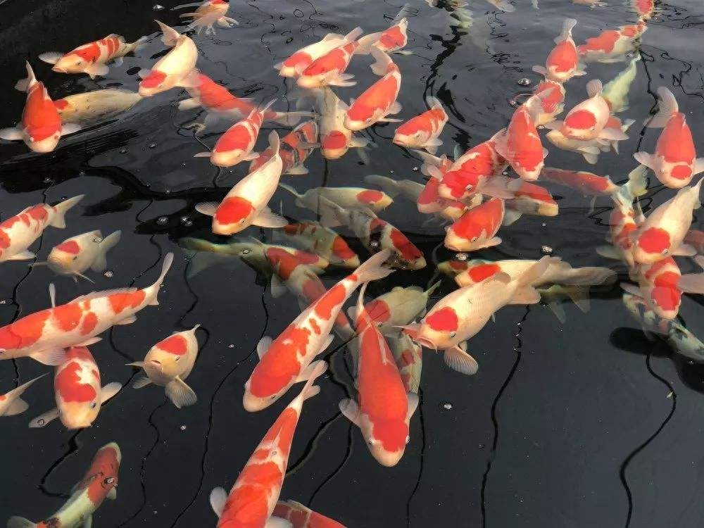 這些品種的觀賞魚在我們養順了之后患病概率會很低！