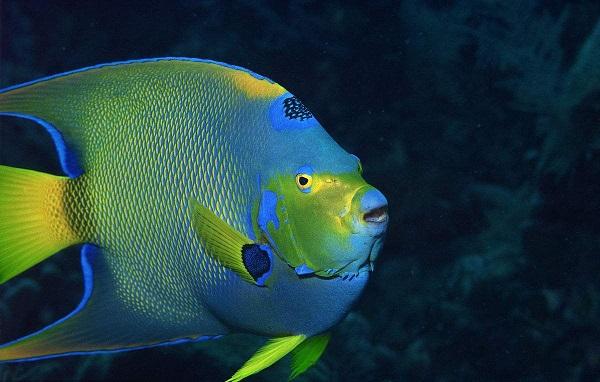 十大最受歡迎的觀賞魚排名，養(yǎng)殖這些魚不會吃虧