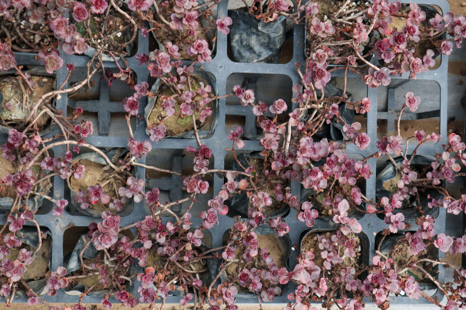 小球玫瑰怎么澆水