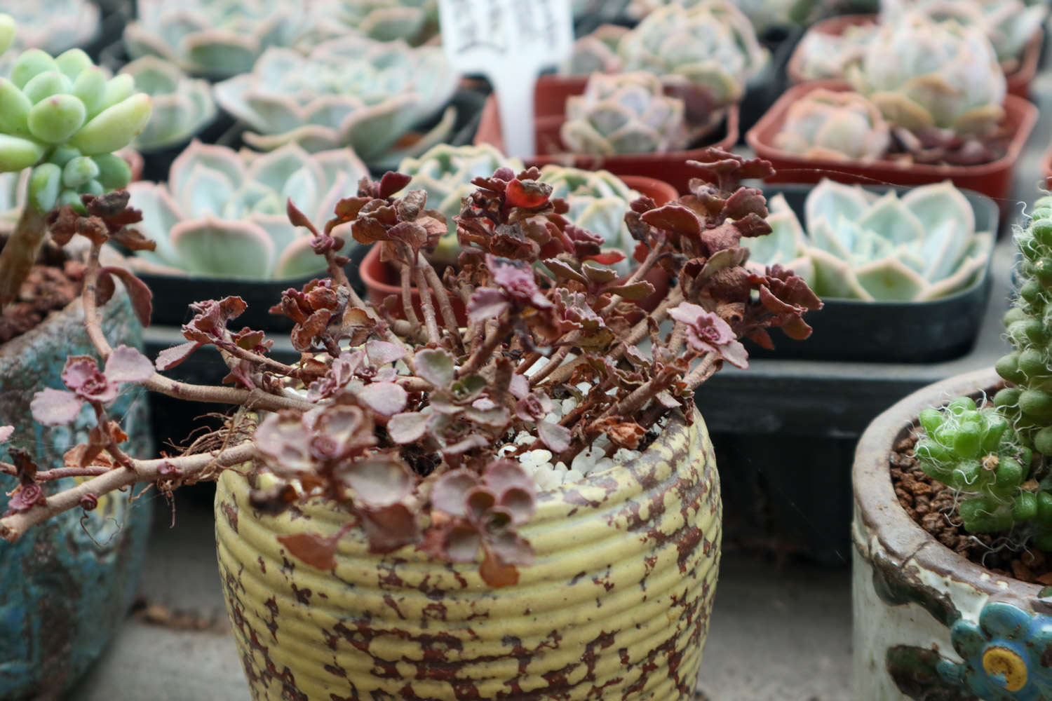 小球玫瑰怎么養(yǎng)更紅