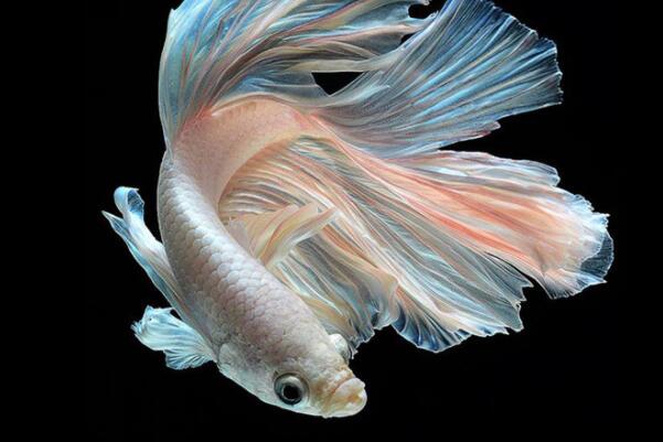 小型肉食魚類_十大肉食小型觀賞魚_觀賞小型肉食魚有哪些