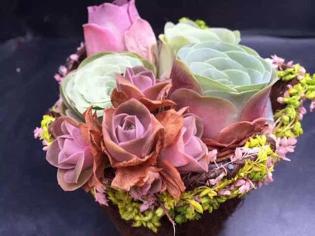 情人節(jié)不送玫瑰，最像玫瑰的6款多肉，每一款都能鉆進女孩子的心