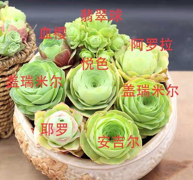 多肉小球玫瑰_多肉小球玫瑰徒長了怎么辦_多肉植物小球玫瑰