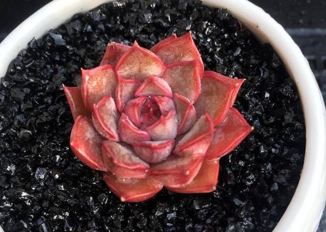 多肉小球玫瑰徒長了怎么辦_多肉小球玫瑰_多肉植物小球玫瑰