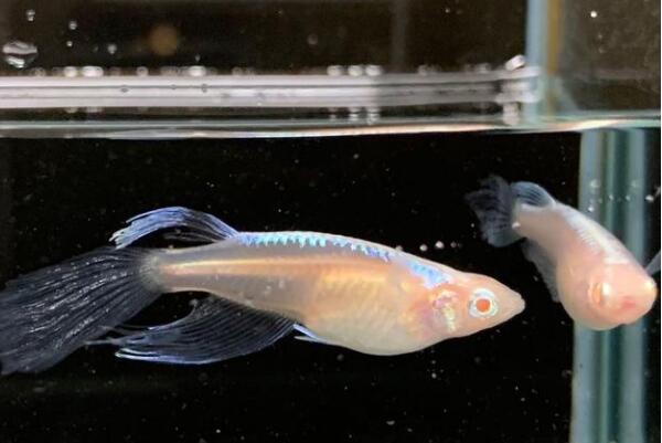 十大常見冷水觀賞魚，金魚上榜，第二是會游泳的藝術品。(2)