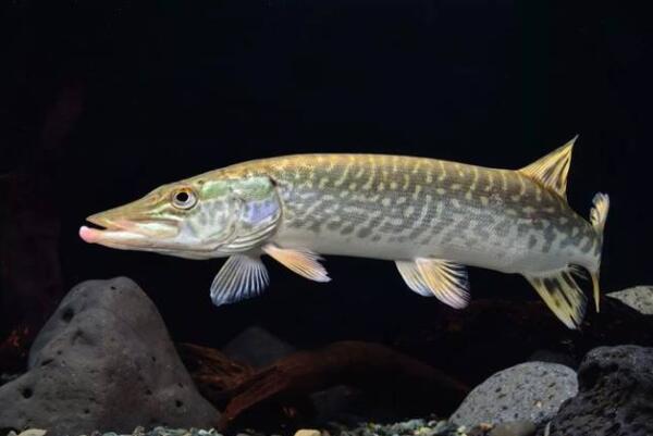 十大肉食小型觀賞魚_十大肉食小型觀賞魚_十大肉食小型觀賞魚