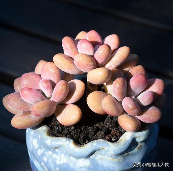 這36種多肉植物，圖片一個比一個驚艷！趕緊在家養(yǎng)起來吧