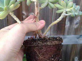 多肉氣根是怎么回事（多肉長氣根的原因有哪些）