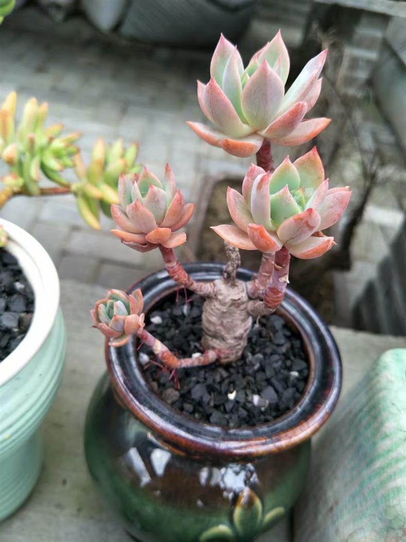 多肉的氣根用不用去除_多肉長的氣根_多肉長氣根怎樣處理