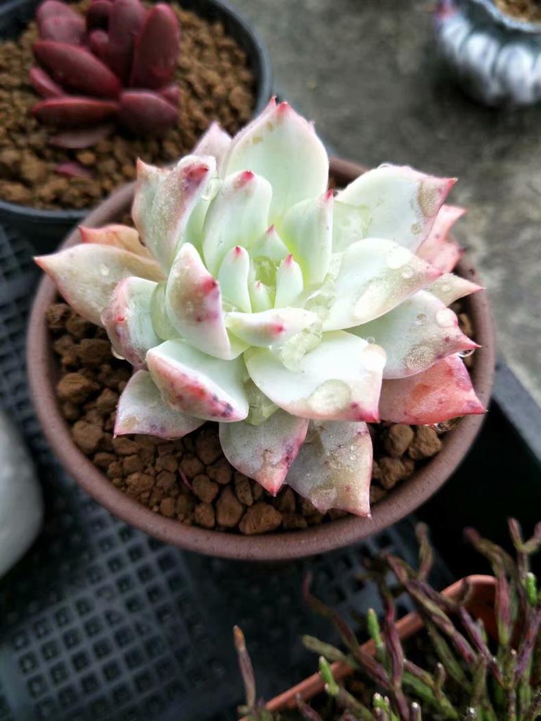 多肉長氣根怎樣處理_多肉的氣根用不用去除_多肉長的氣根