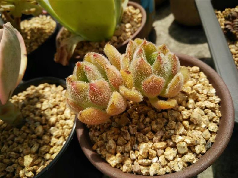 多肉的氣根用不用去除_多肉長的氣根_多肉長氣根怎樣處理