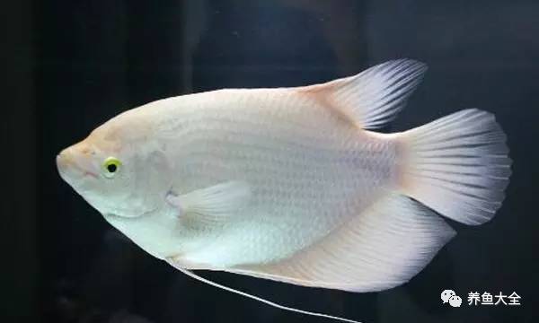 上層觀賞魚有哪些淡水魚_上層觀賞魚有哪幾種魚_上層觀賞魚