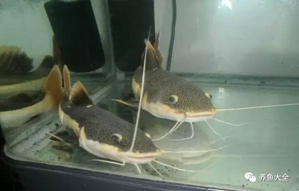 上層觀賞魚有哪幾種魚_上層觀賞魚_上層觀賞魚有哪些淡水魚