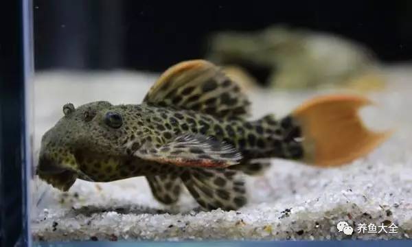 上層觀賞魚有哪幾種魚_上層觀賞魚有哪些淡水魚_上層觀賞魚