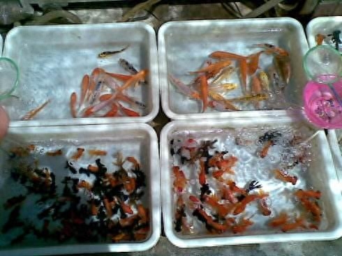 附近觀賞魚店在哪里_最近的觀賞魚店_觀賞魚附近地址