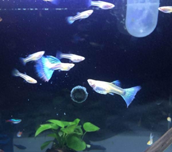 附近觀賞魚店在哪里_最近的觀賞魚店_觀賞魚附近地址