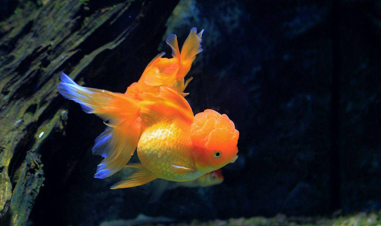 觀賞棒加熱魚需要加熱棒嗎_觀賞棒加熱魚需要加水嗎_不需要加熱棒的觀賞魚