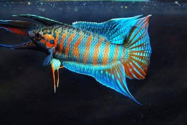 觀賞棒加熱魚需要加水嗎_不需要加熱棒的觀賞魚_觀賞棒加熱魚需要加熱棒嗎