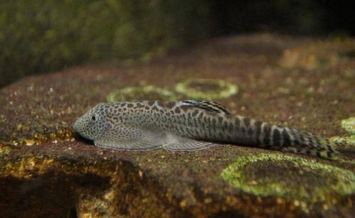 觀賞棒加熱魚需要加水嗎_觀賞棒加熱魚需要加熱棒嗎_不需要加熱棒的觀賞魚