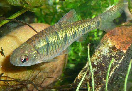 不需要加熱棒的觀賞魚_觀賞棒加熱魚需要加水嗎_觀賞棒加熱魚需要加熱棒嗎