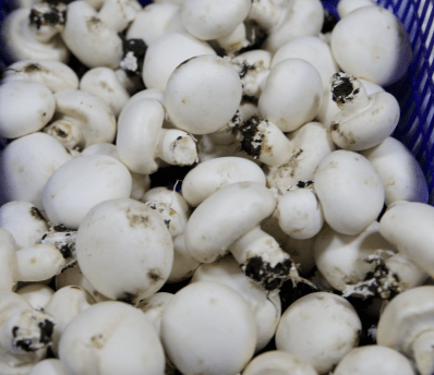 杭州市觀賞魚批發市場_杭州觀賞魚批發市場_杭州賣魚的市場