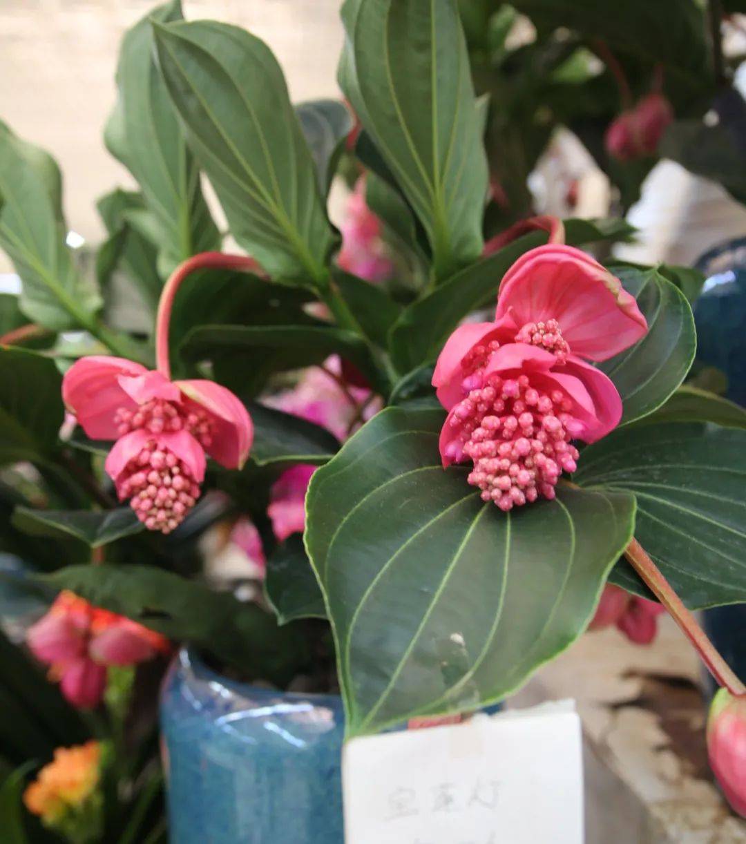 杭州賣魚的市場_杭州市觀賞魚批發市場_杭州觀賞魚批發市場