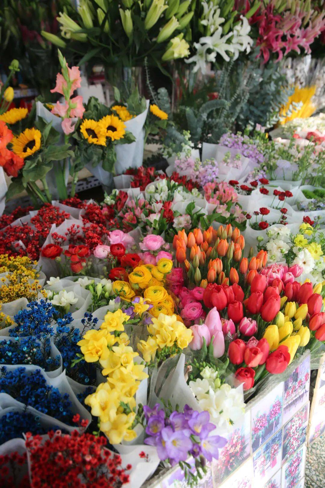 杭州市觀賞魚批發市場_杭州賣魚的市場_杭州觀賞魚批發市場