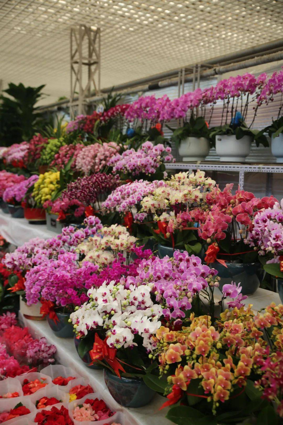 杭州觀賞魚批發市場_杭州賣魚的市場_杭州市觀賞魚批發市場