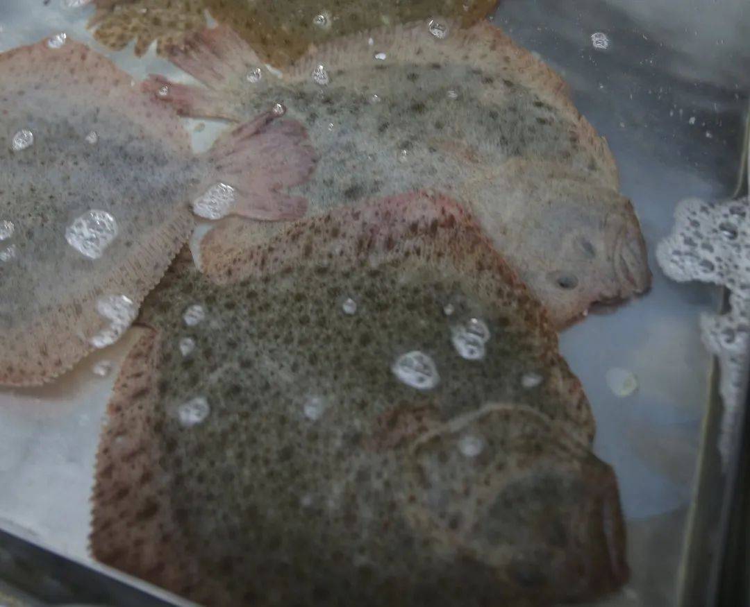 杭州市觀賞魚批發市場_杭州觀賞魚批發市場_杭州賣魚的市場