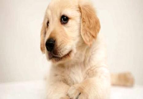 給狗打一針狂犬疫苗多少錢？