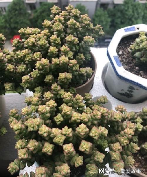 多肉錢串串怎么繁殖_多肉錢串怎么繁殖_串錢多肉怎樣扦插