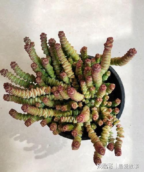 多肉錢串怎么繁殖_多肉錢串串怎么繁殖_串錢多肉怎樣扦插